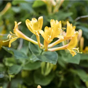 Lonicera heckrottii Lonicera heckrottii