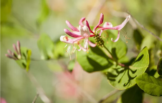 Lonicera heckrottii 'Goldflame'