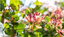 Lonicera heckrottii 'Goldflame'