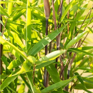 Phyllostachys nigra punctata Phyllostachys nigra punctata