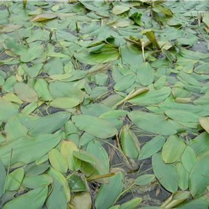 Potamogeton natans Potamogeton natans