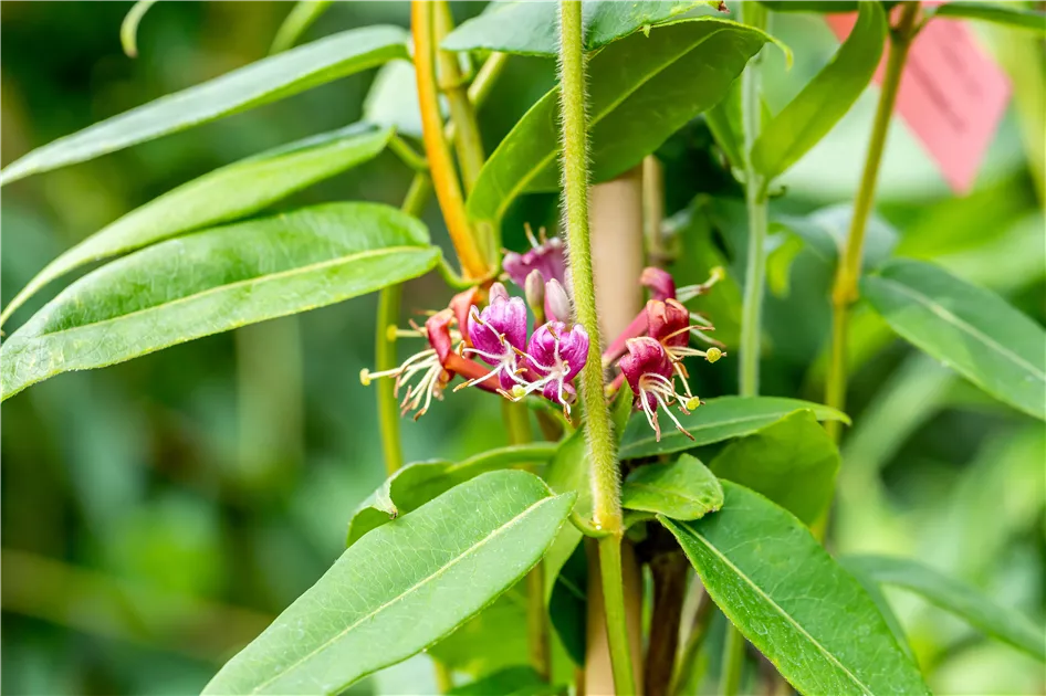 Lonicera henryi