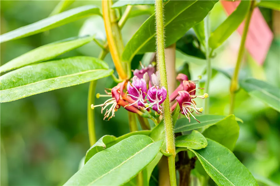 Lonicera henryi
