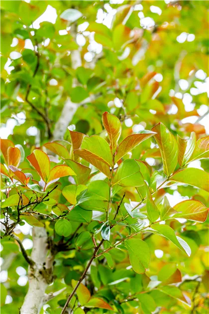 philodendron gloriosum yellowing leaves Philodendron Gloriosum Variegated – TerraFlora Global