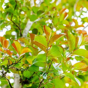 Lonicera henryi Lonicera henryi