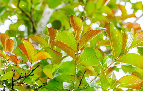 Lonicera henryi Lonicera henryi