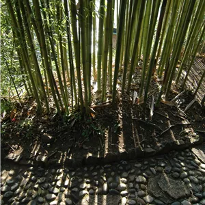 Phyllostachys viridiglaucescens Phyllostachys viridiglaucescens