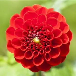 Dahlien – Blütenzauber im Sommer Dahlien – Blütenzauber im Sommer