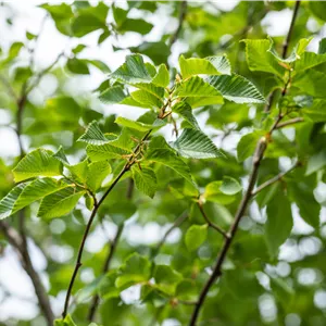 Ostrya carpinifolia Ostrya carpinifolia