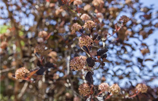 Physocarpus opulifolius Physocarpus opulifolius