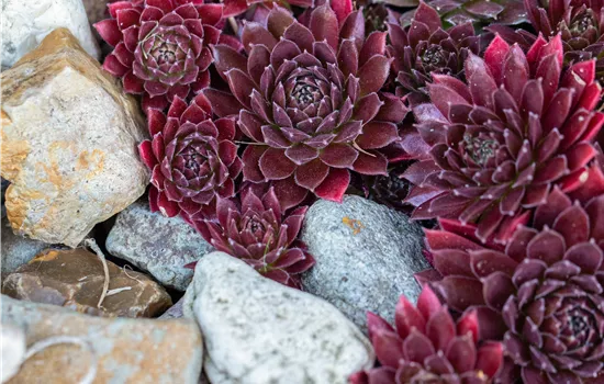 Sempervivum tectorum 'Othello'