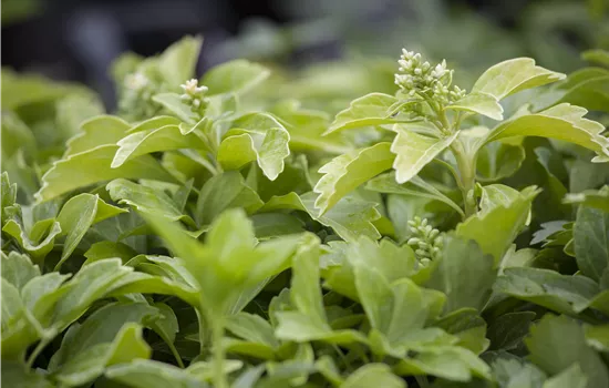 Pachysandra terminalis Pachysandra terminalis