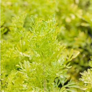 Ruta graveolens Ruta graveolens