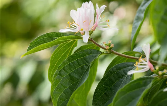 Lonicera maackii Lonicera maackii