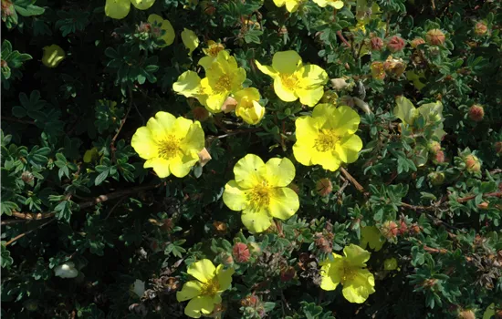 Potentilla fruticosa 'Elizabeth'