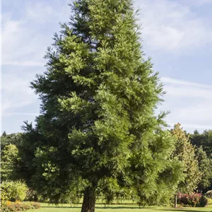 Sequoiadendron giganteum Sequoiadendron giganteum