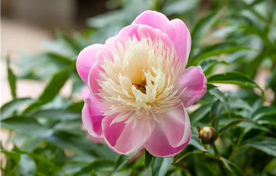 Paeonia lactiflora 'Bowl of Beauty' Paeonia lactiflora 'Bowl of Beauty'