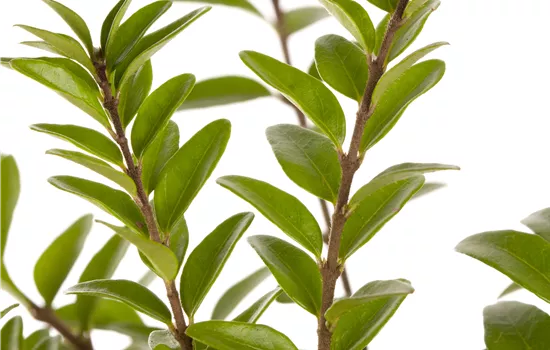 Lonicera nitida 'Elegant' Lonicera nitida 'Elegant'