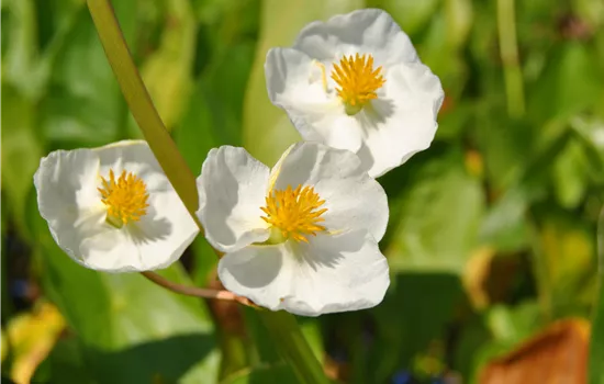 Sagittaria latifolia