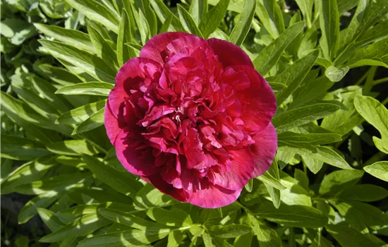 Paeonia lactiflora 'Bunker Hill' Paeonia lactiflora 'Bunker Hill'