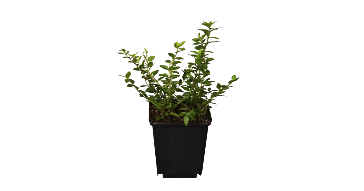 Lonicera nitida 'Maigrn'