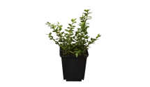 Lonicera nitida 'Maigrn'