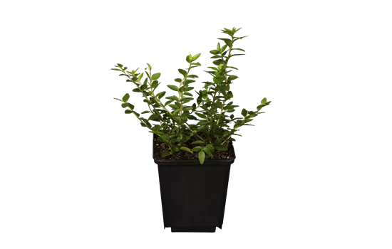 Lonicera nitida 'Maigrün' Lonicera nitida 'Maigrün'