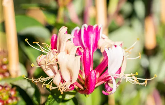 Lonicera periclymenum Lonicera periclymenum