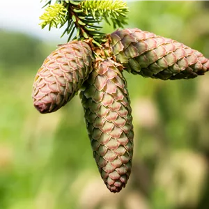 Picea abies 'Acrocona' Picea abies 'Acrocona'