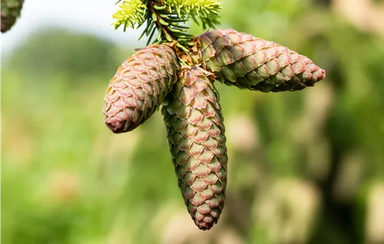 Picea abies 'Acrocona'