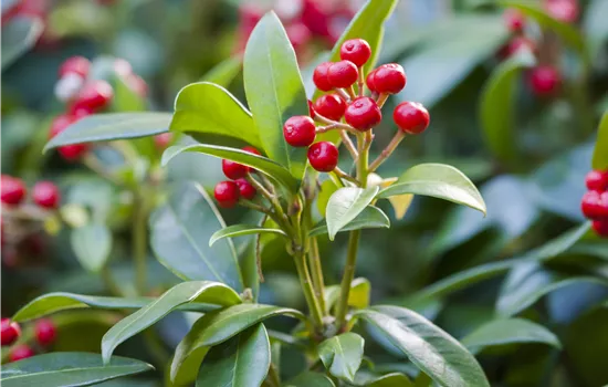 Skimmia japonica