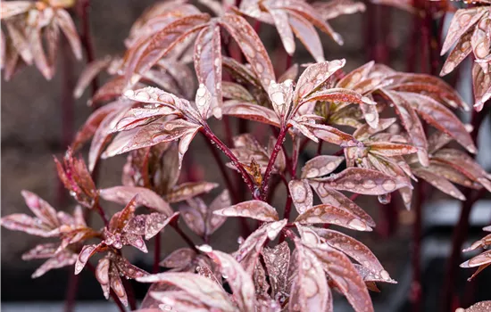 Paeonia lactiflora 'Karl Rosenfield' Paeonia lactiflora 'Karl Rosenfield'