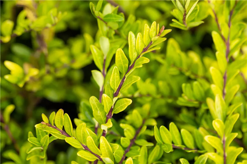 Lonicera pileata