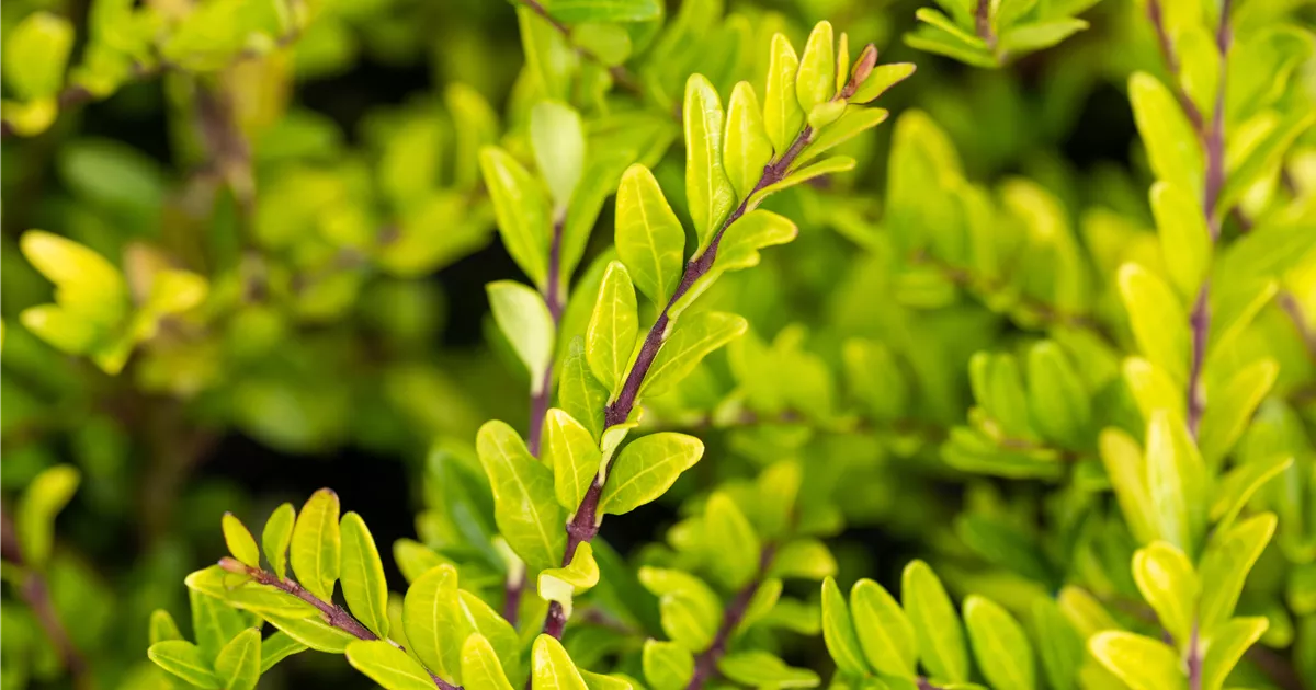 japanese maple plants Acer palmatum 'Green' ~ Japanese Maple – King's Sunset Nursery main image 0