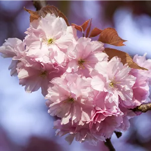 Prunus subhirtella 'Accolade' Prunus subhirtella 'Accolade'