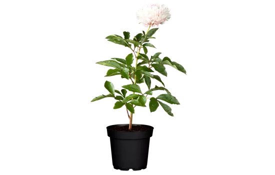 Paeonia lactiflora 'Sarah Bernhardt' Paeonia lactiflora 'Sarah Bernhardt'