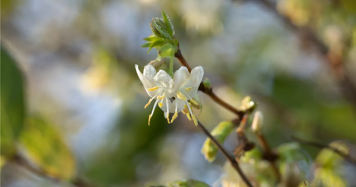 Lonicera purpusii