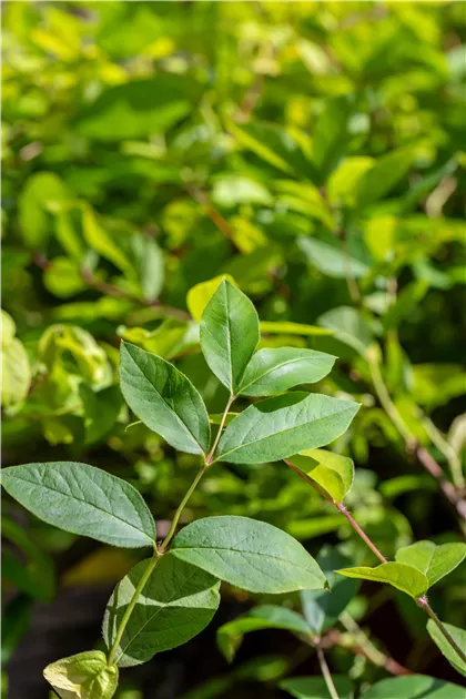 Lonicera purpusii