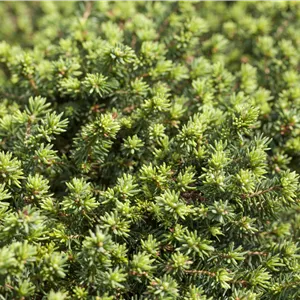 Picea abies 'Little Gem' Picea abies 'Little Gem'