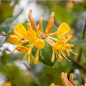 Lonicera tellmanniana Lonicera tellmanniana