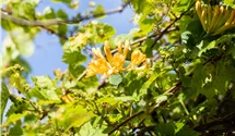 Lonicera tellmanniana