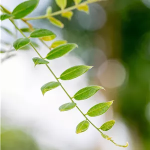 Sophora japonica Sophora japonica