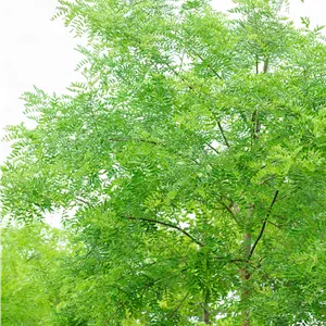 Sophora japonica 'Regent' Sophora japonica 'Regent'