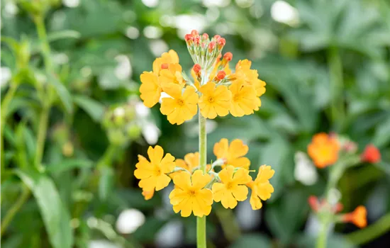 Primula bulleyana