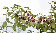 Lonicera xylosteum