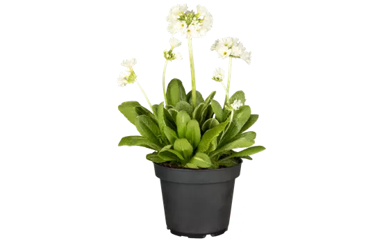 Primula denticulata 'Alba'