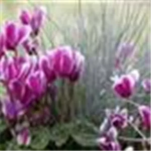 Alpenveilchen, zeitlose Klassiker  Alpenveilchen, zeitlose Klassiker