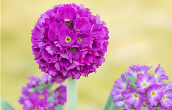 Primula denticulata 'Rubin'