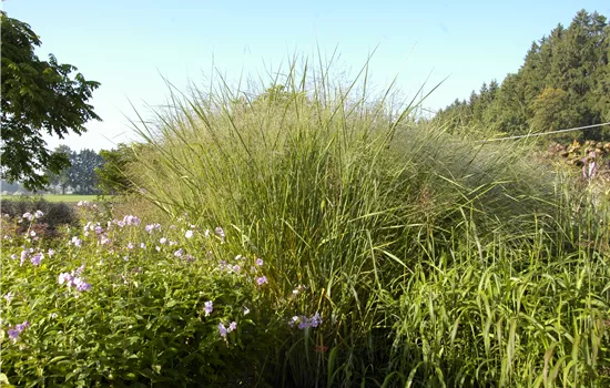 Panicum virgatum 'Cloud Nine'