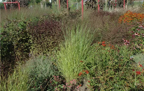 Panicum virgatum 'Hänse Herms'
